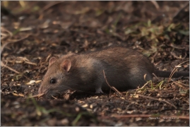 <p>POTKAN OBECNÝ (Rattus norvegicus) - Jiříkov</p>